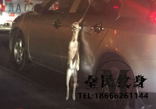 車主,將狗,挂車,窗外,半夜,收到,恐嚇,電話 . 車主將狗挂車窗外半夜收到恐嚇電話